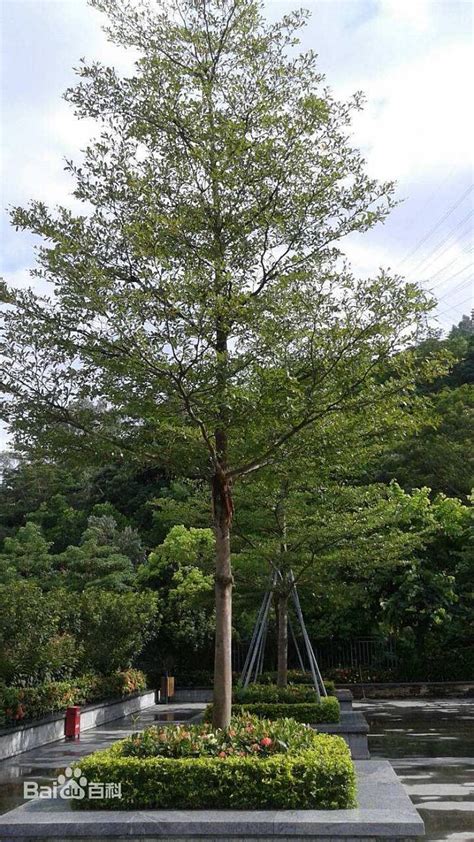 小叶榄仁树风水|【紫荆物语】小叶榄仁：谦谦君子 卑以自牧